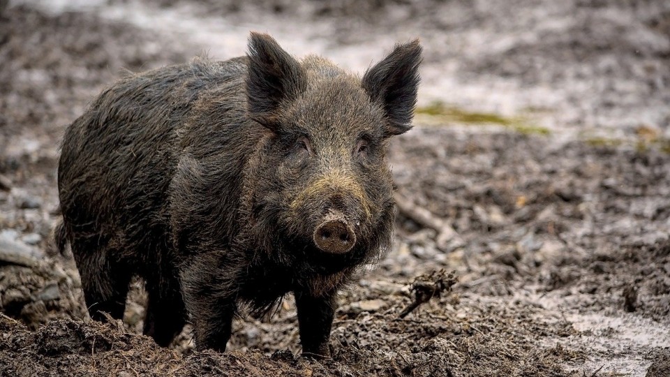Chemikalien in Wildschweinleber: Amt rät von Verzehr ab