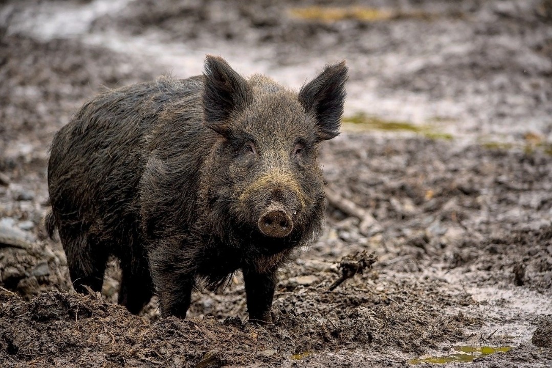 Chemikalien in Wildschweinleber: Amt rät von Verzehr ab Chemikalien in Wildschweinleber: Amt rät von Verzehr ab