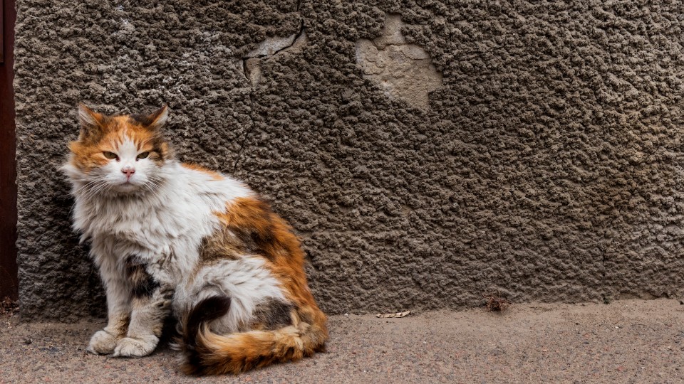 Landtag lehnt landesweite Katzenschutzverordnung ab