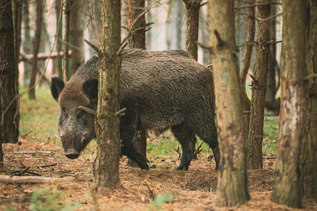 Schutz gegen Afrikanische Schweinepest wird ausgeweitet Schutz gegen Afrikanische Schweinepest wird ausgeweitet