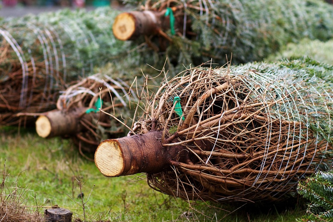 Weihnachtsbaum leicht teurer - Nordmanntanne am beliebtesten Weihnachtsbaum leicht teurer - Nordmanntanne am beliebtesten