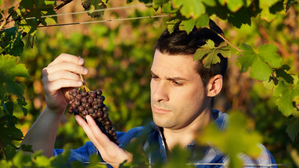 Weinlese geht noch weiter - vor allem beim Riesling