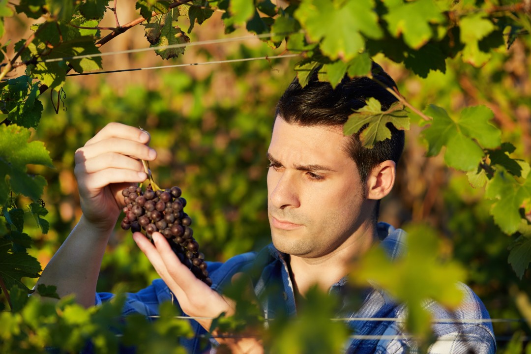 Weinlese geht noch weiter - vor allem beim Riesling