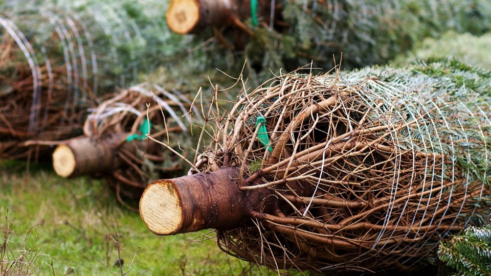 Weihnachtsbaum leicht teurer - Nordmanntanne am beliebtesten