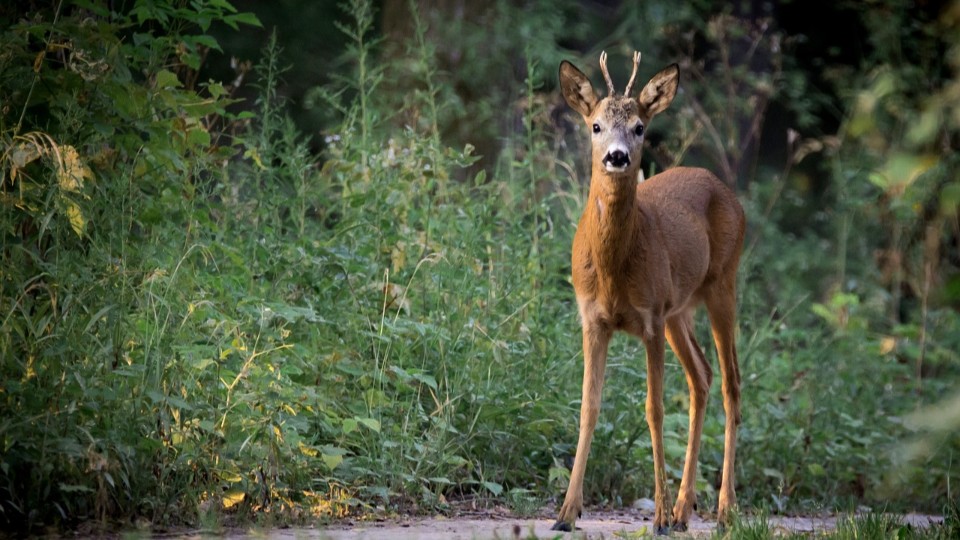 Zeitumstellung erhöht Gefahr von Wildunfällen