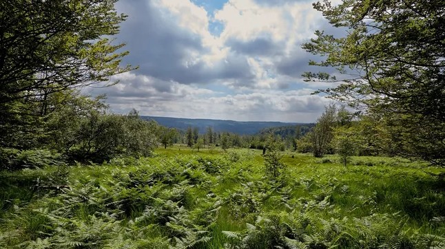 Neu entdeckte Rotalge im Nationalpark wird vorgestellt Neu entdeckte Rotalge im Nationalpark wird vorgestellt