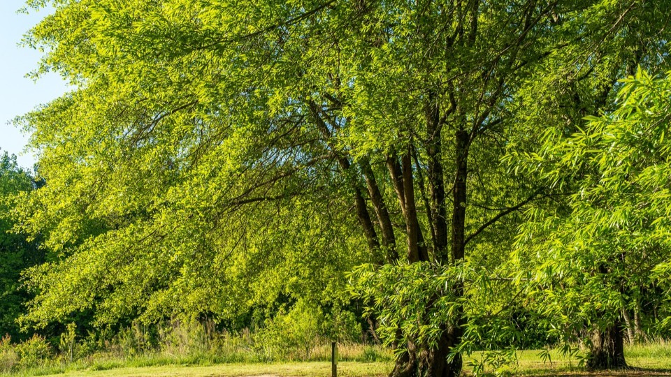 Rheinland-Pfalz setzt sich eigene Klimaschutzziele