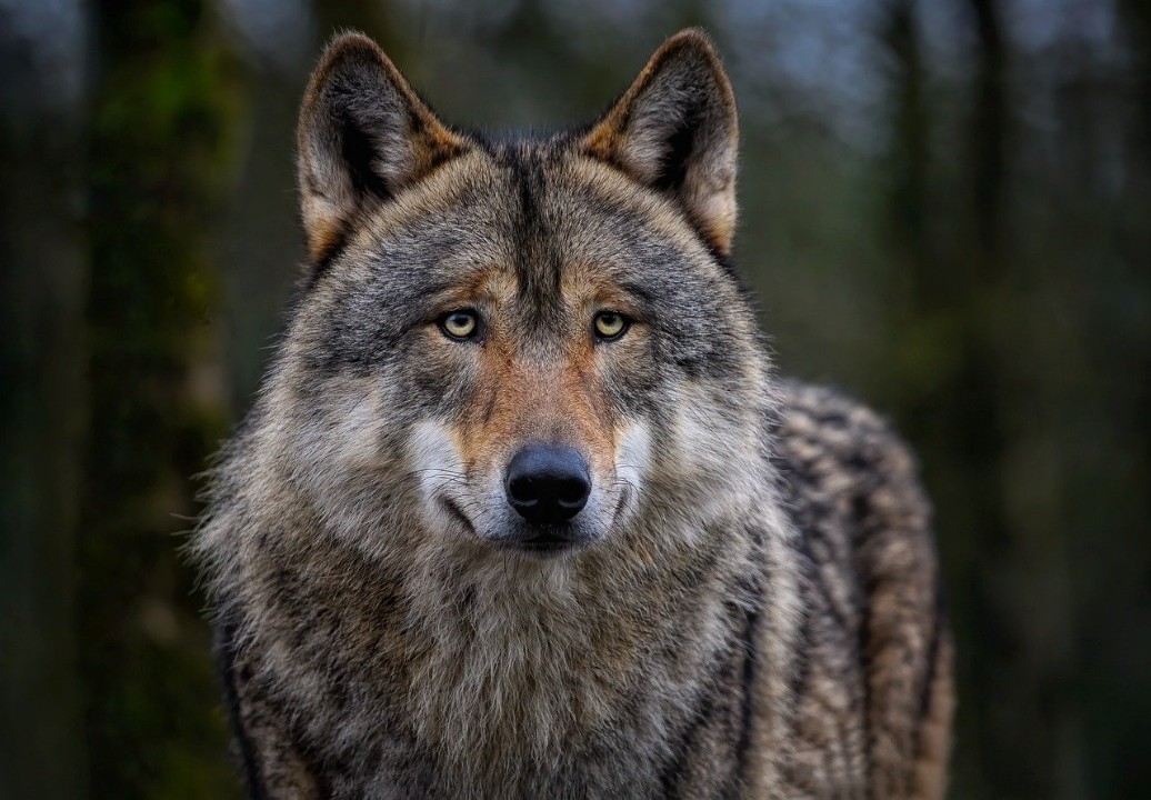 Erneuter Vorfall mit Wolf - Abschuss geplant