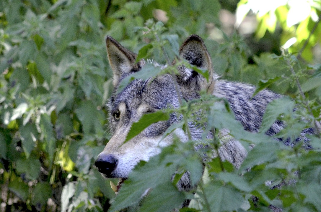 Gericht stoppt vorerst Abschuss von Wolf Gericht stoppt vorerst Abschuss von Wolf