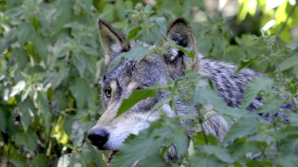 Gericht stoppt vorerst Abschuss von Wolf