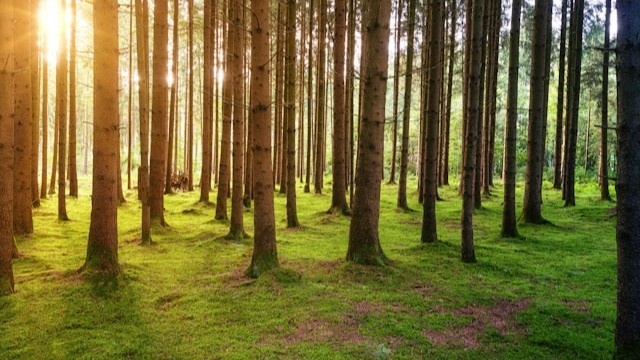 Wald im Wandel 