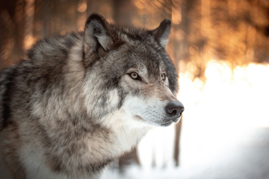 Wolf wird ins Jagdrecht aufgenommen Wolf wird ins Jagdrecht aufgenommen