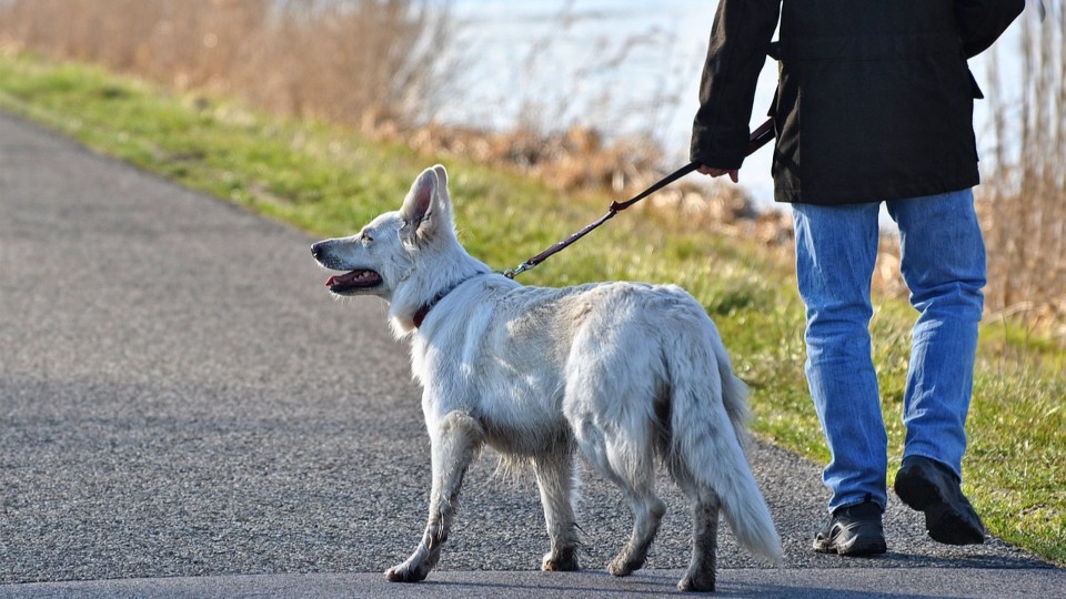 Angeblich Fleischwurstköder mit Nägeln am Rheinufer in Lahnstein ausgelegt