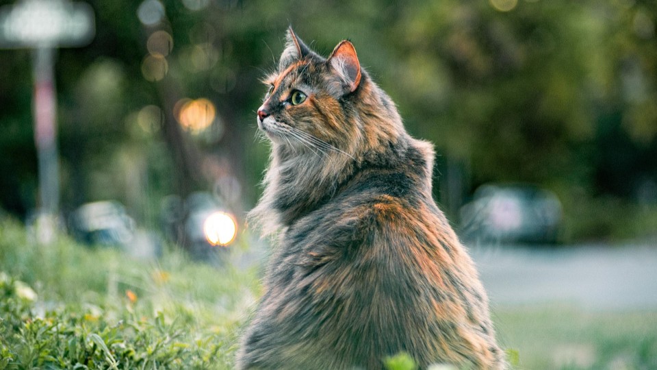 Angriff auf Katze in Meinborn: Zeugen gesucht