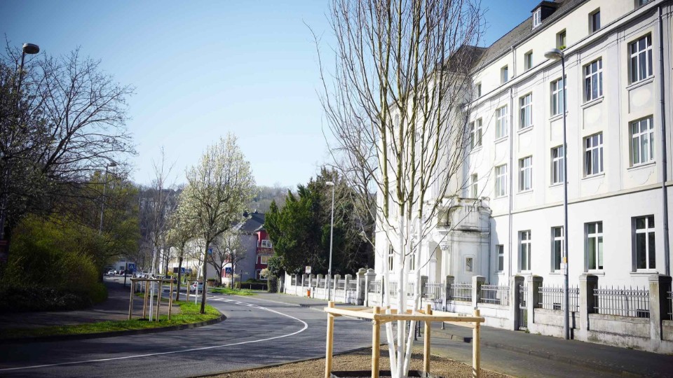 59 neue Bäume: Frühjahrsbepflanzung sorgt für grüne Vielfalt in der Stadt