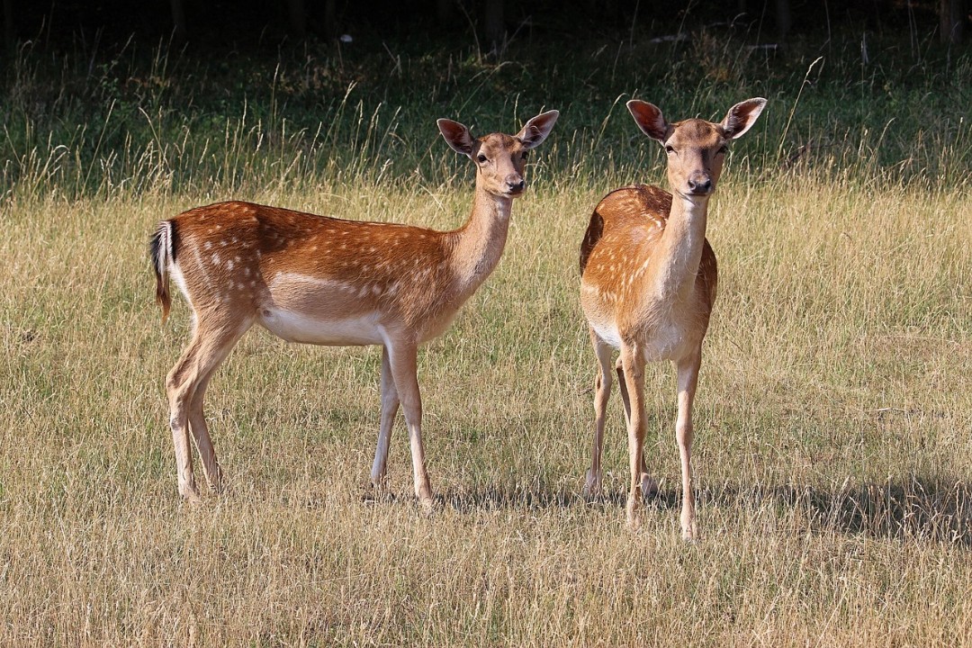 Leckermäuler mit Lust auf «Pralinen» im Wald Leckermäuler mit Lust auf «Pralinen» im Wald