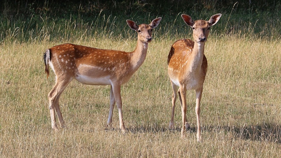 Leckermäuler mit Lust auf «Pralinen» im Wald