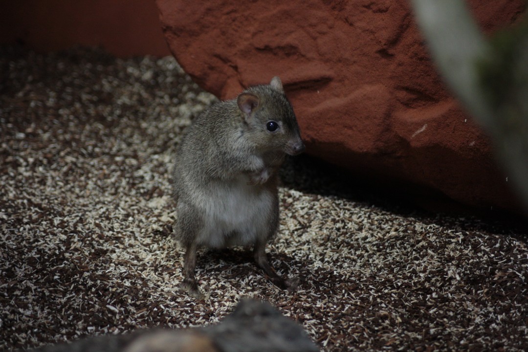 Typisch Australien, typisch Neuwied: Die australische Tierwelt im Zoo Neuwied 