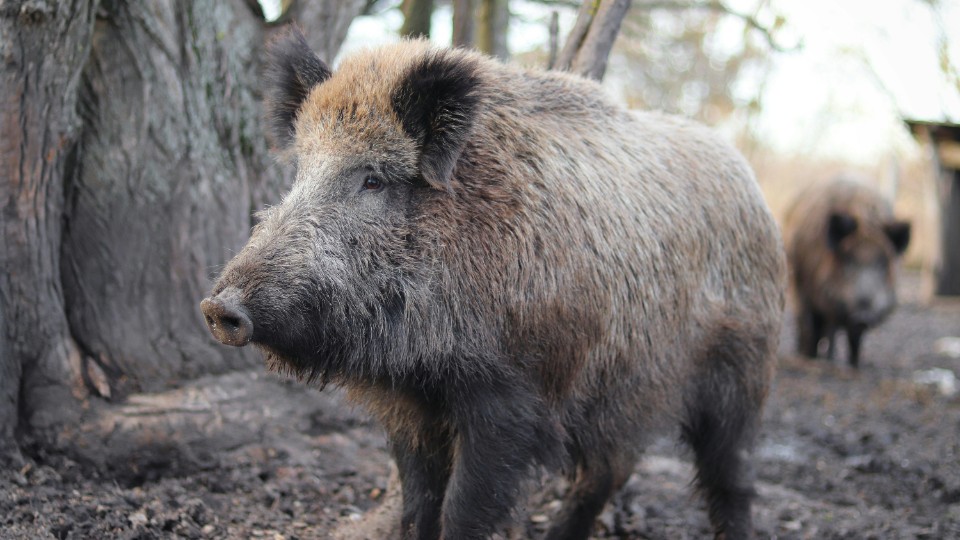Afrikanische Schweinepest: Zehntausende Hektar abgesucht