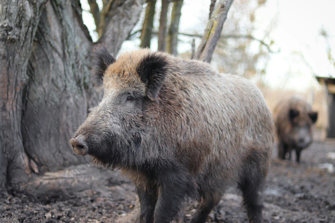 Afrikanische Schweinepest: Zehntausende Hektar abgesucht Afrikanische Schweinepest: Zehntausende Hektar abgesucht