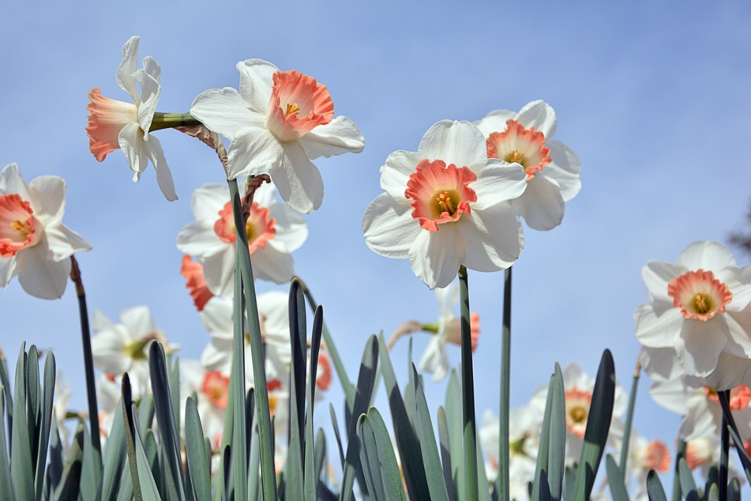 Frühlingswetter in Rheinland-Pfalz Frühlingswetter in Rheinland-Pfalz