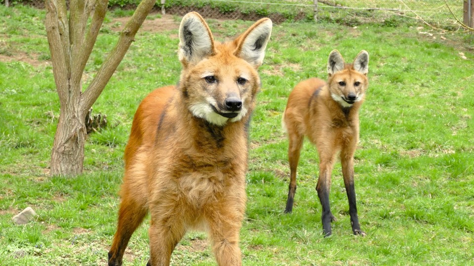 Neuwied begrüßt Mähnenwolf Buster – und seine neue Partnerin Taleia