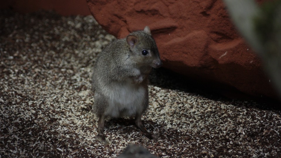 Typisch Australien, typisch Neuwied: Die australische Tierwelt im Zoo Neuwied 