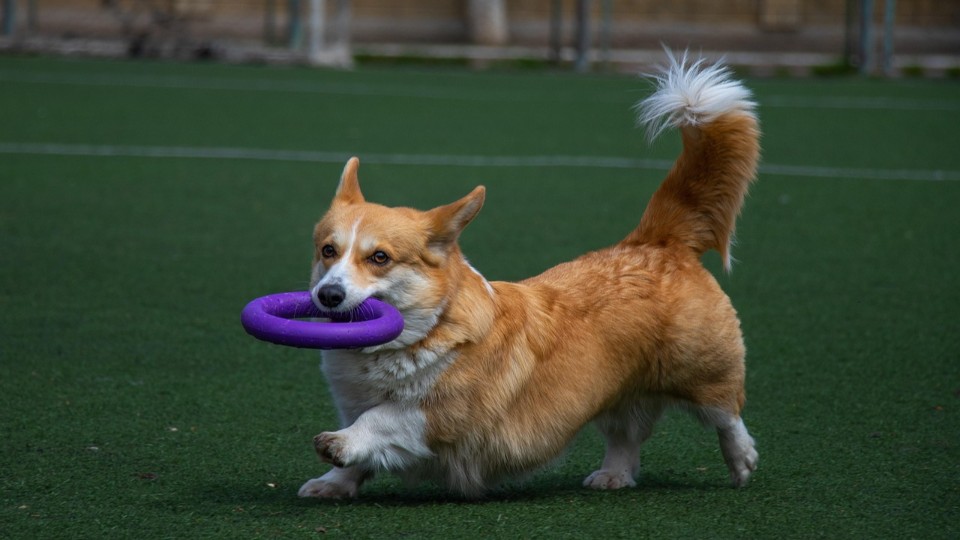 Zukunft des Hundesportvereins Ransbach-Baumbach gefährdet