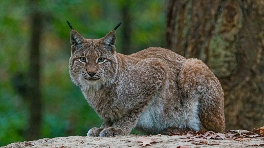 Alle reden vom Wolf, aber hat Rheinland-Pfalz einen Problemluchs?