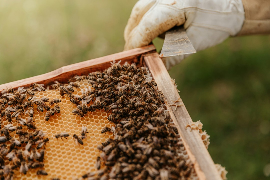 Es summt wieder – Faszinierendes über Bienen und Honig Es summt wieder – Faszinierendes über Bienen und Honig
