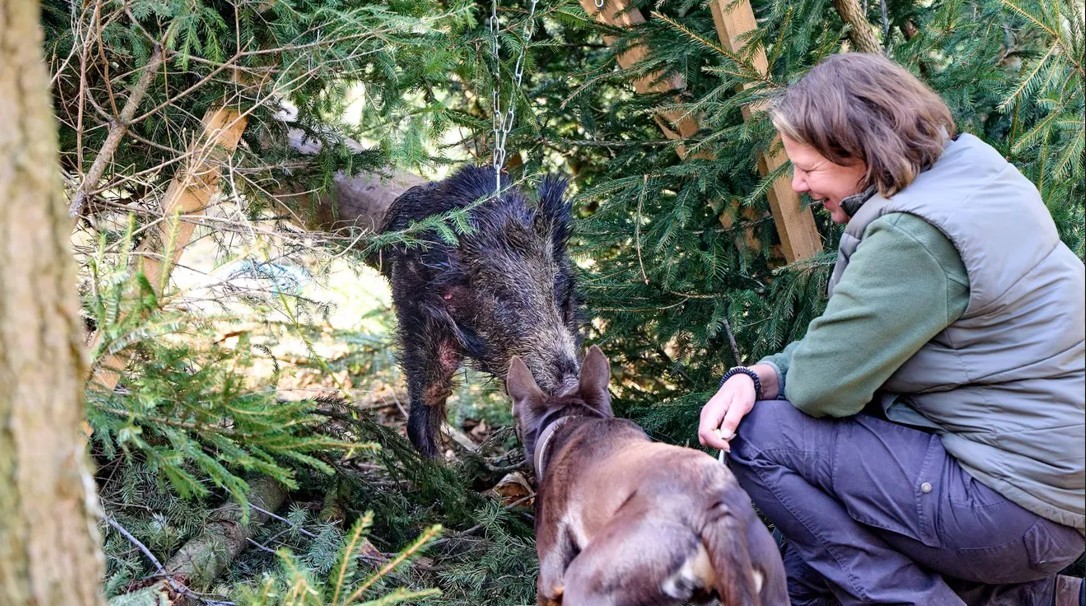 Spürhunde im Kampf gegen die Schweinepest gesucht