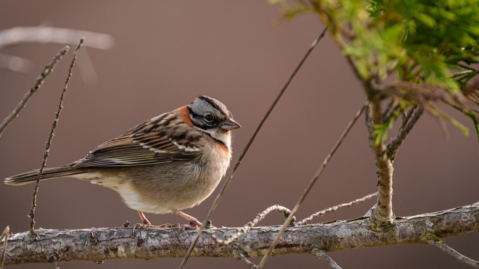 Immer weniger Vögel in deutschen Gärten