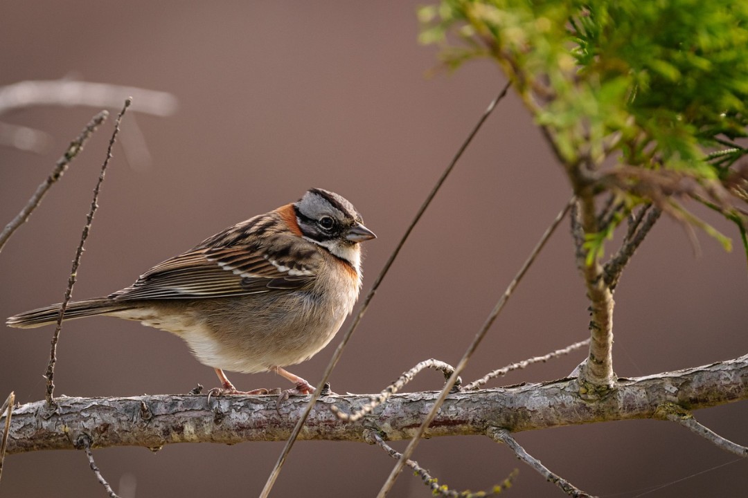 Immer weniger Vögel in deutschen Gärten Immer weniger Vögel in deutschen Gärten