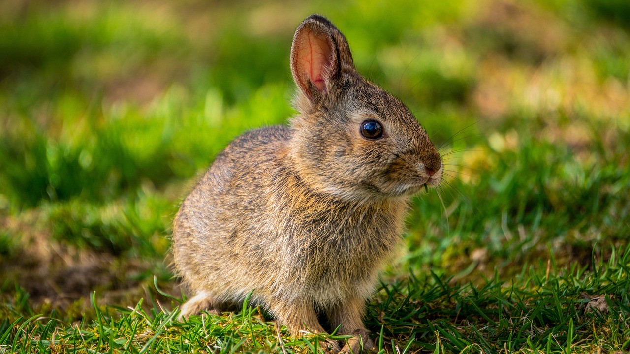 Hasenpest im Westerwaldkreis - Verhaltensauffällige und kranke Tiere nicht berühren Hasenpest im Westerwaldkreis - Verhaltensauffällige und kranke Tiere nicht berühren