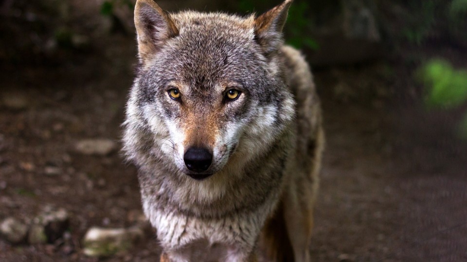 Neue Homepage zum Wolf – Rüde taucht vermehrt auf