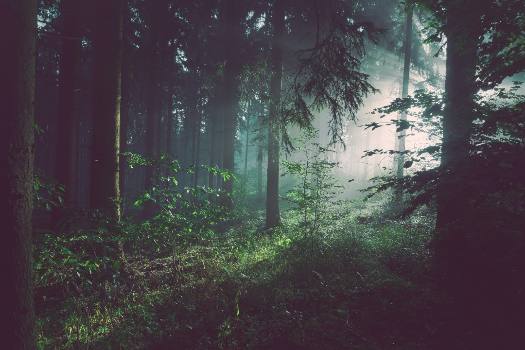 Von Wolf bis Wald - braucht es ein neues Jagdgesetz? Von Wolf bis Wald - braucht es ein neues Jagdgesetz?