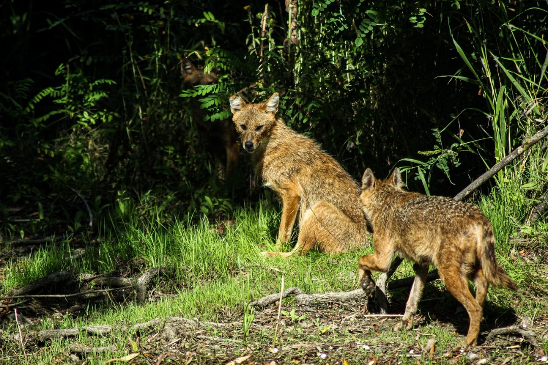 Wolf, Luchs und Schakal - bald auch Bären? Wolf, Luchs und Schakal - bald auch Bären?