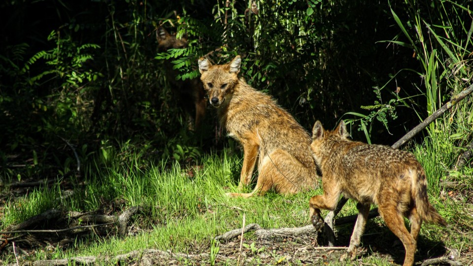 Wolf, Luchs und Schakal - bald auch Bären?