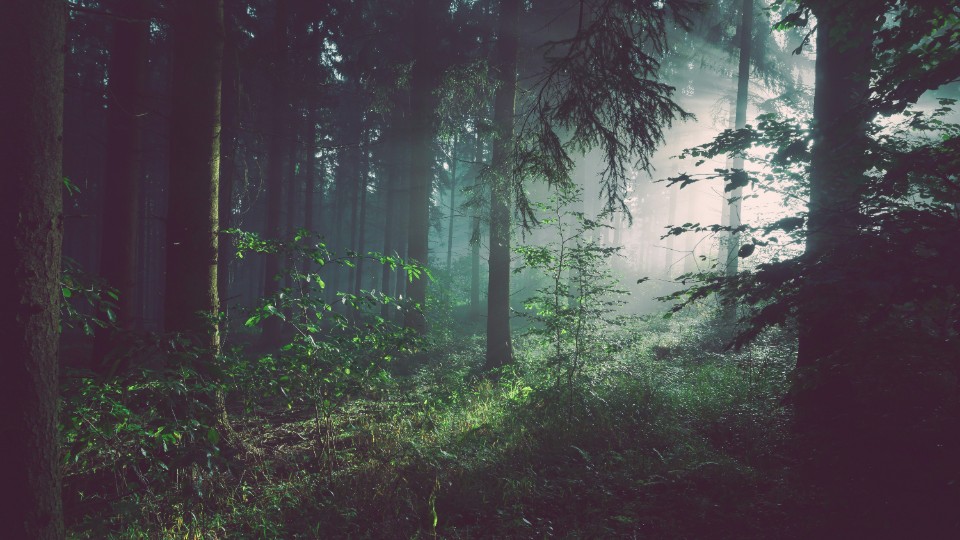 Von Wolf bis Wald - braucht es ein neues Jagdgesetz?