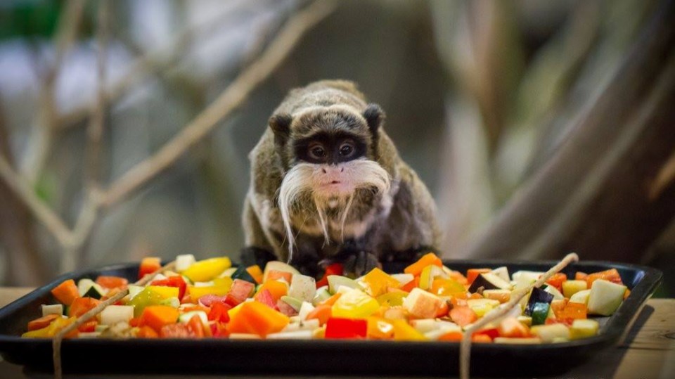 Speiseplan der Zootiere