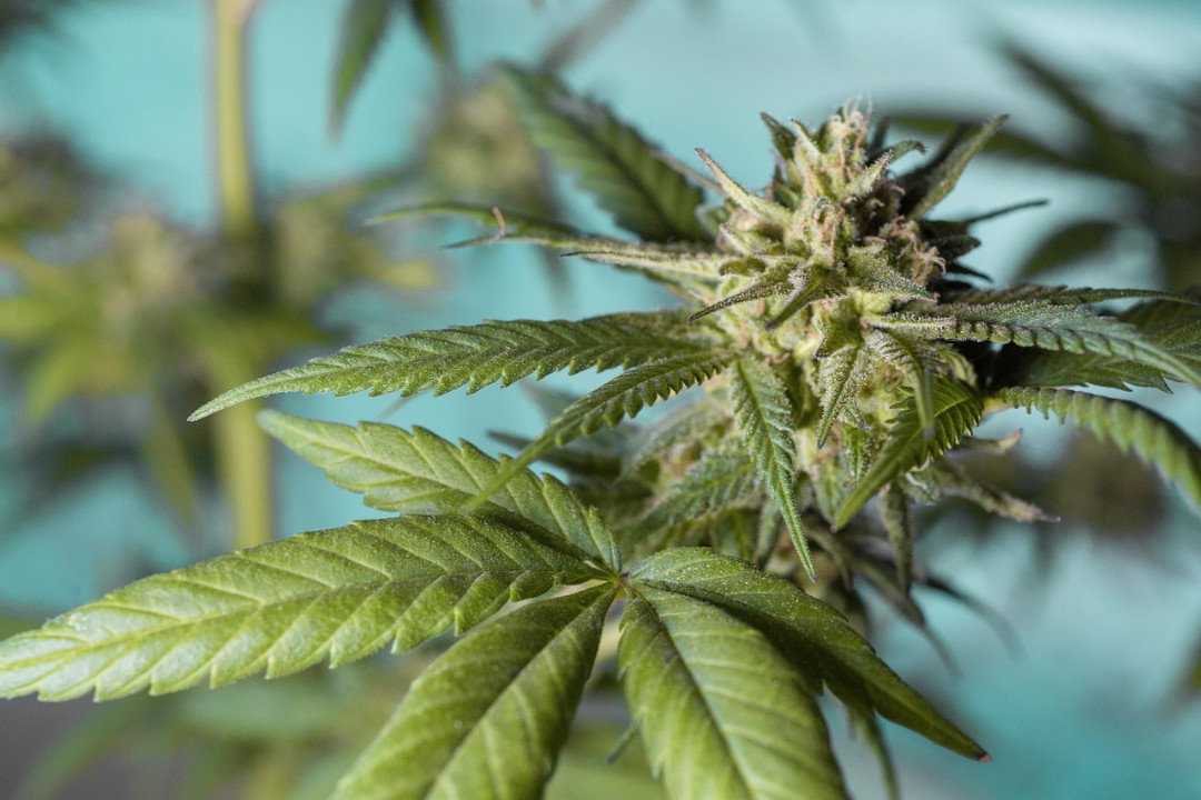 Großeinsatz in drei Ländern gegen illegalen Cannabisanbau