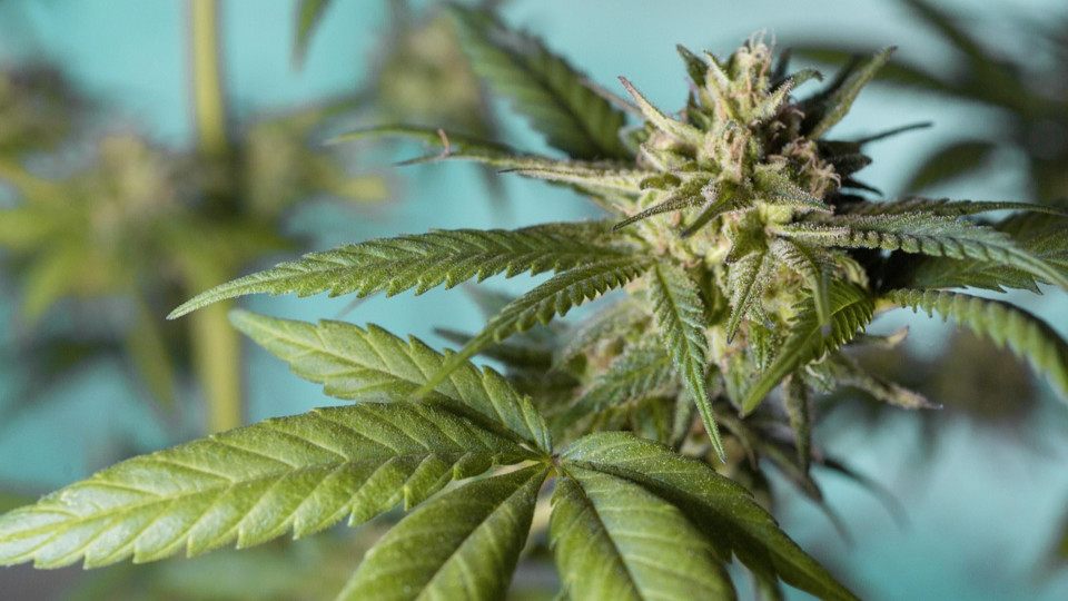 Großeinsatz in drei Ländern gegen illegalen Cannabisanbau