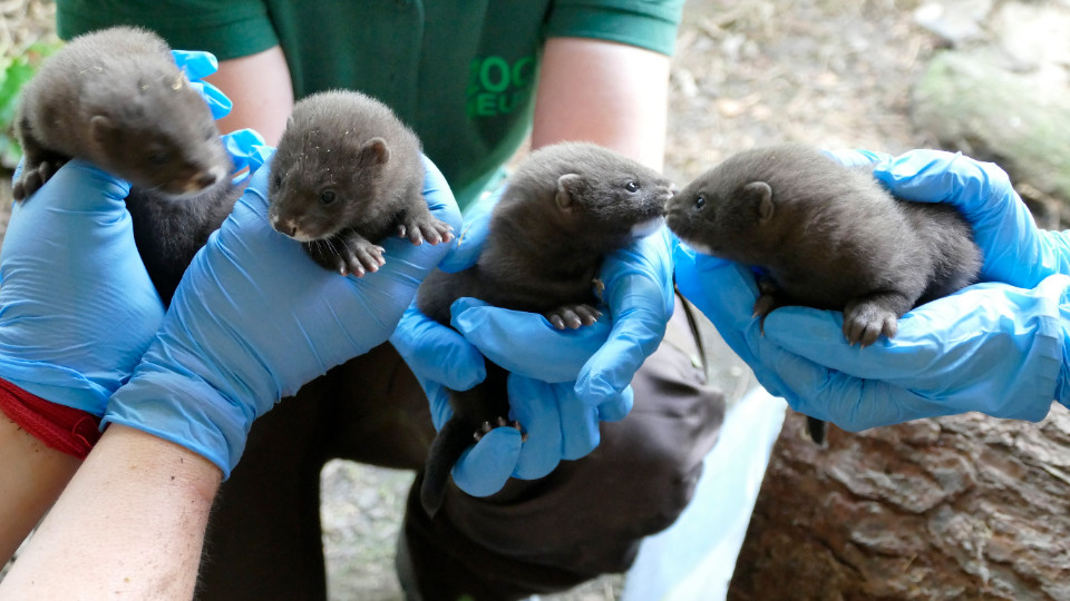 Erster Zuchterfolg beim Europäischen Nerz im Zoo Neuwied
