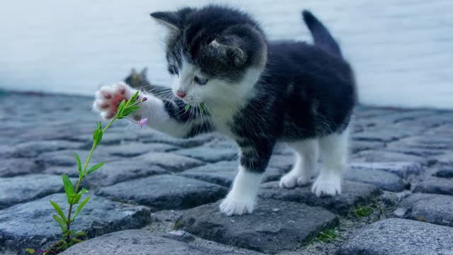 Hund Katze Specht