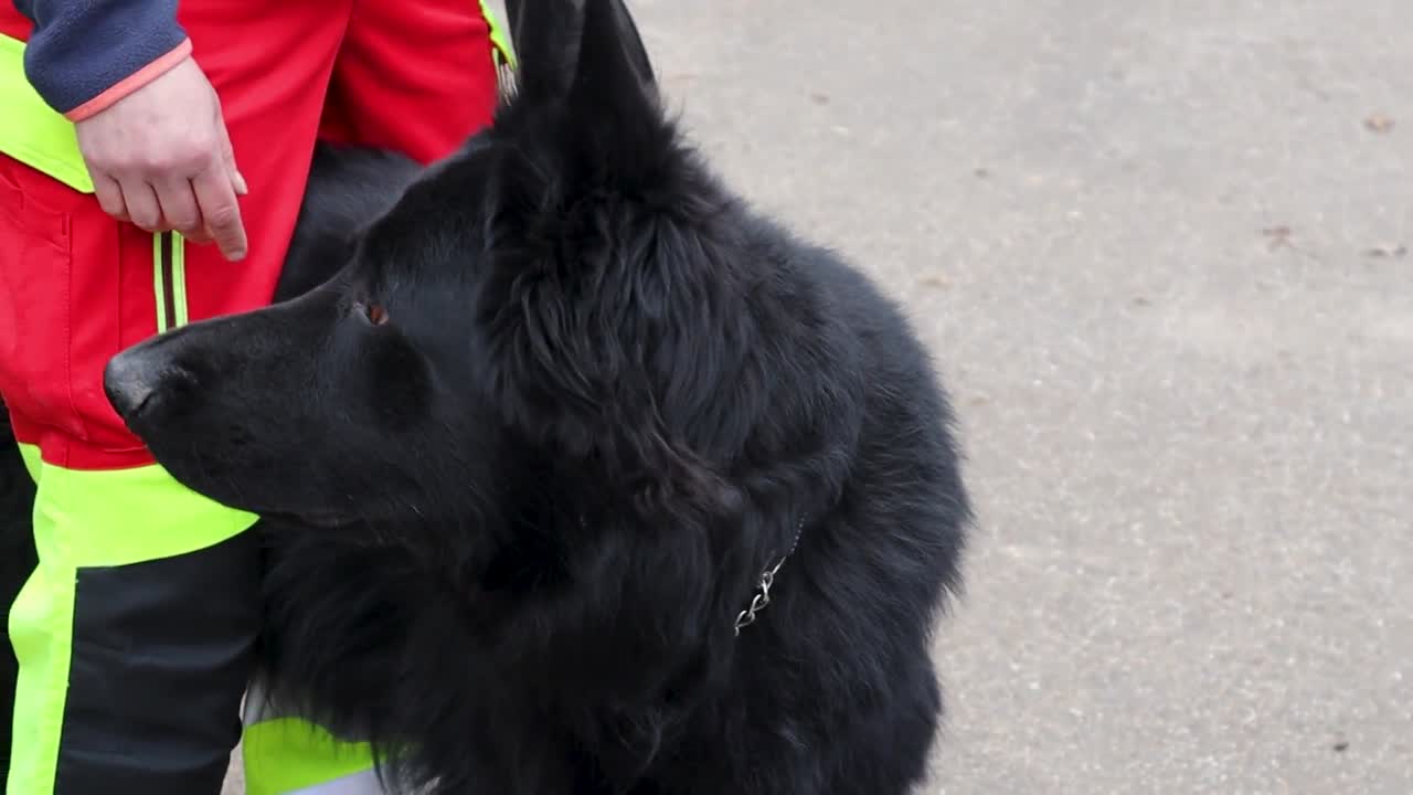 Rettungshunde aus Rheinland-Pfalz für den weltweiten Einsatz