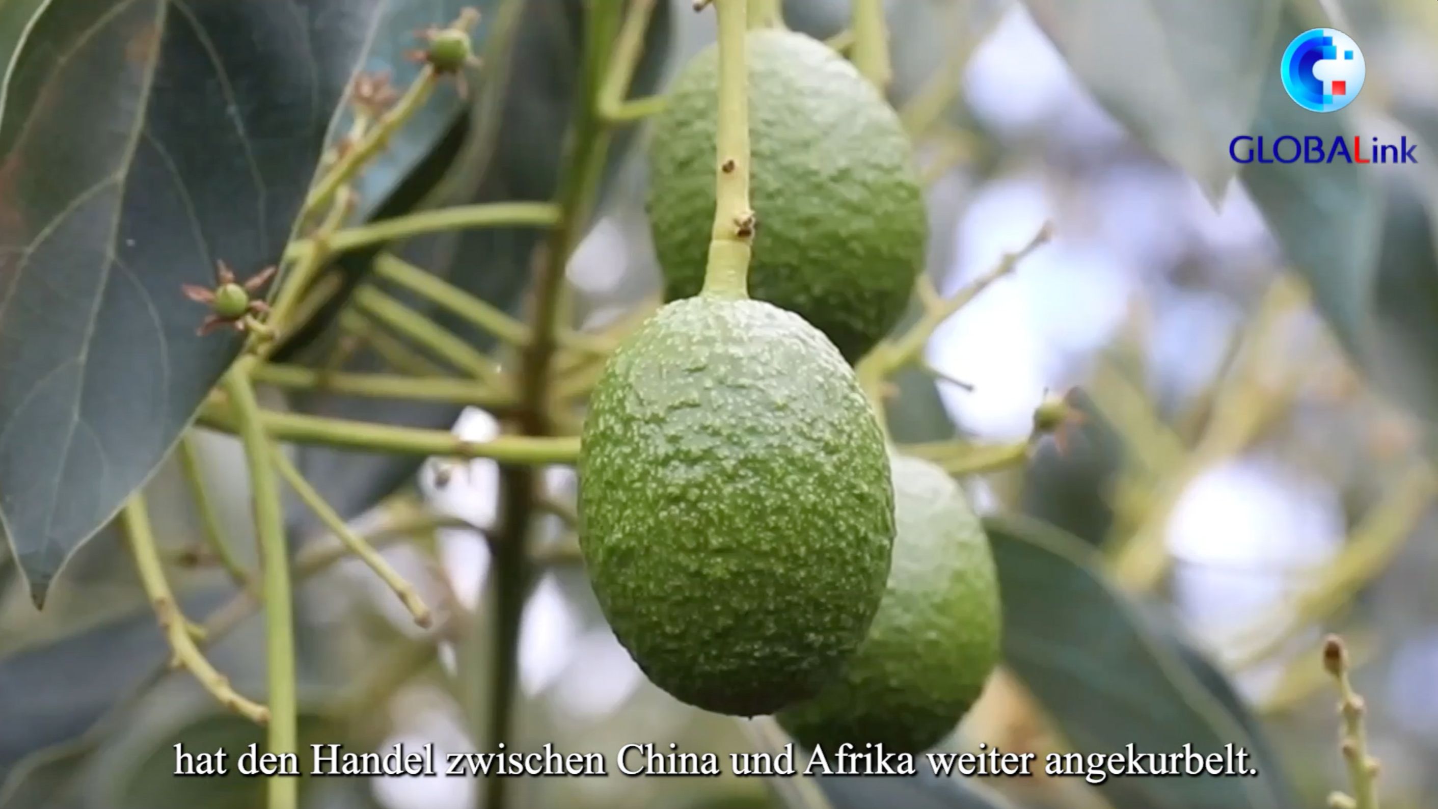 GLOBALink | Grüner Kanal erleichtert Kenias Avocado-Export nach China