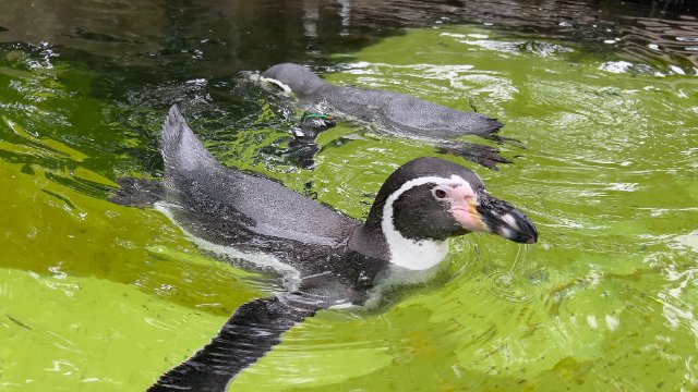 Pinguin-Fütterung im Zoo Berlin